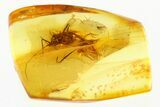 Detailed Fossil Aphid (Drepanosiphidae) In Baltic Amber #310979-1